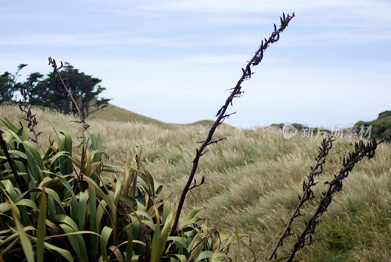 Harakeke (NZ Flax)景观，新西兰